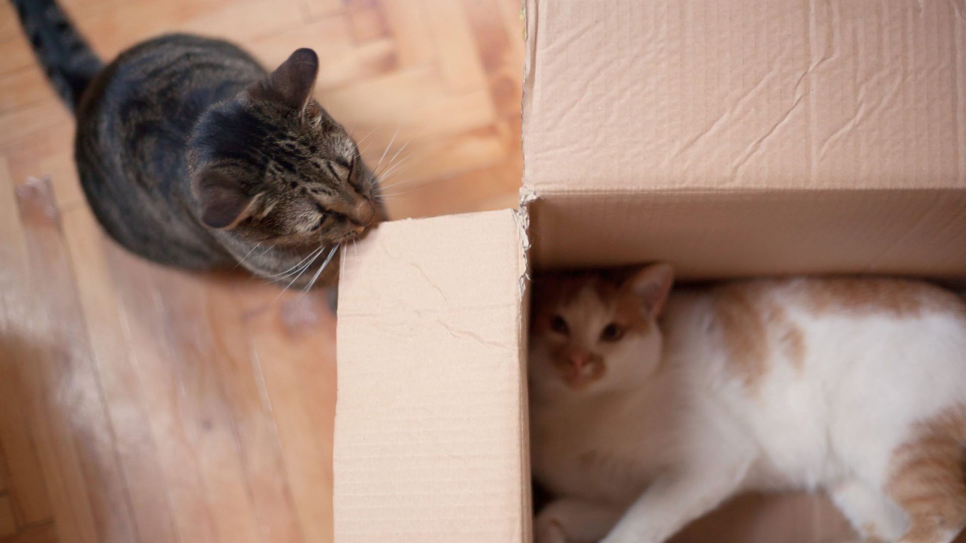 Moving House with a Cat? Your Guide To a Stress-Free Transition